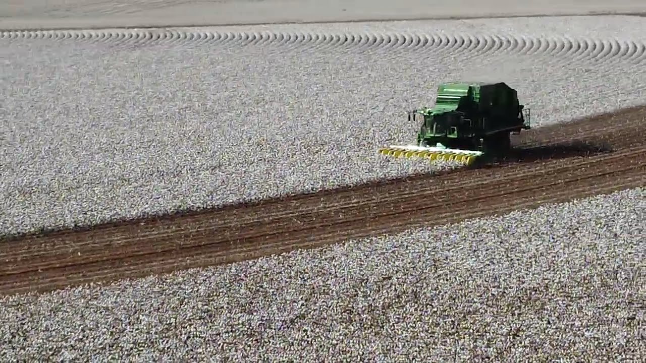 2025 Cotton  Harvest Cone, Texas B