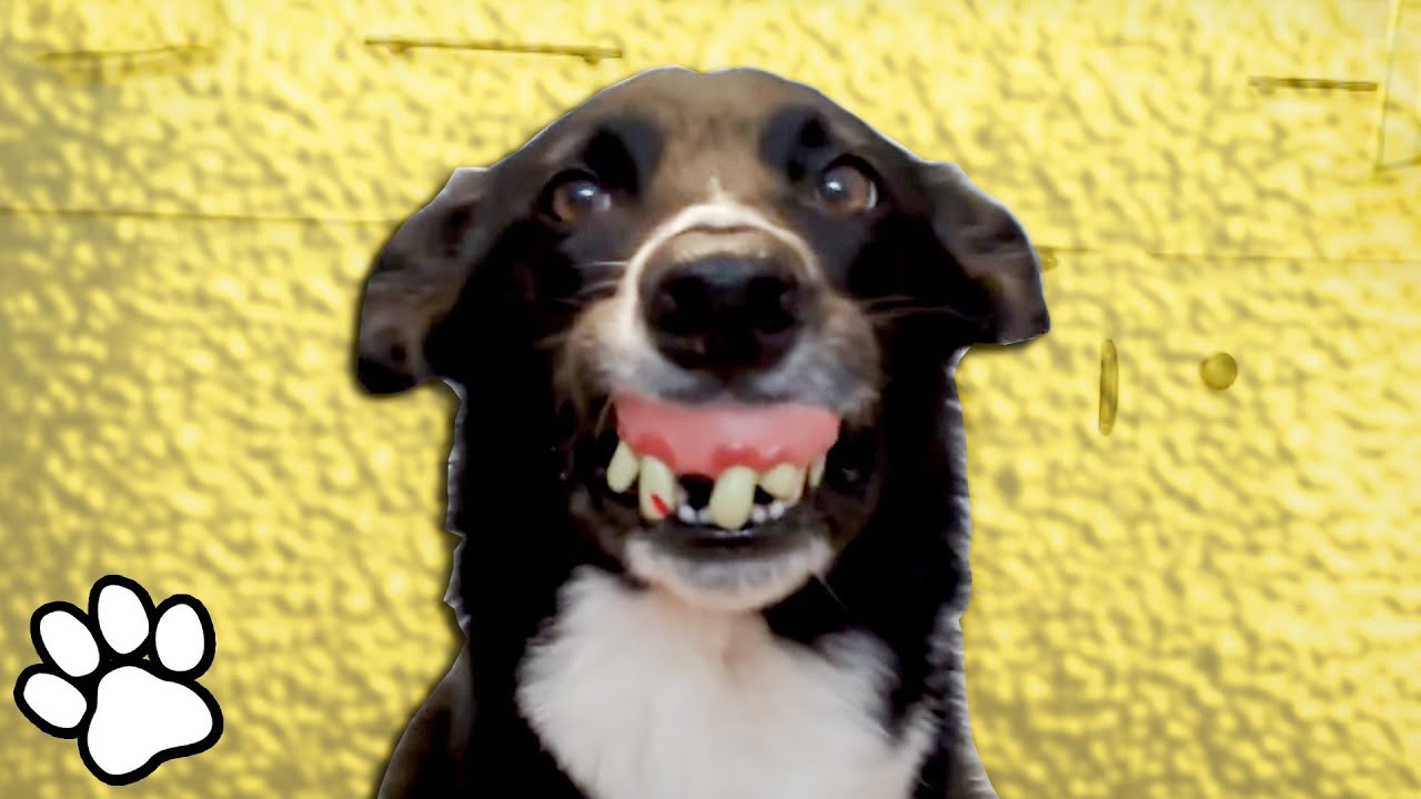 The Best Border Collies EVER | Funny Pet Videos 2018 | That Pet Life