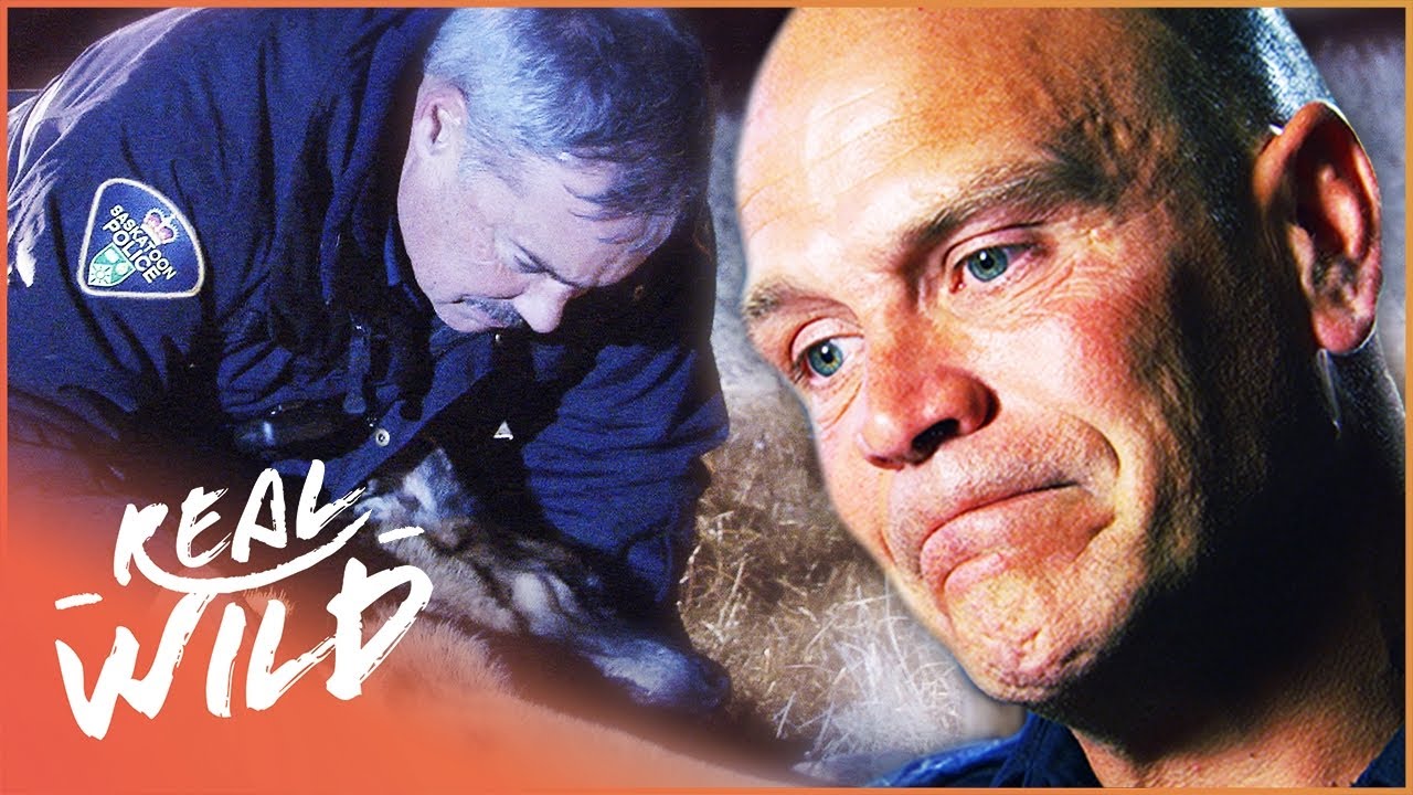 Police Dog Makes The Ultimate Sacrifice To Stop Armed Man | Pet Heroes