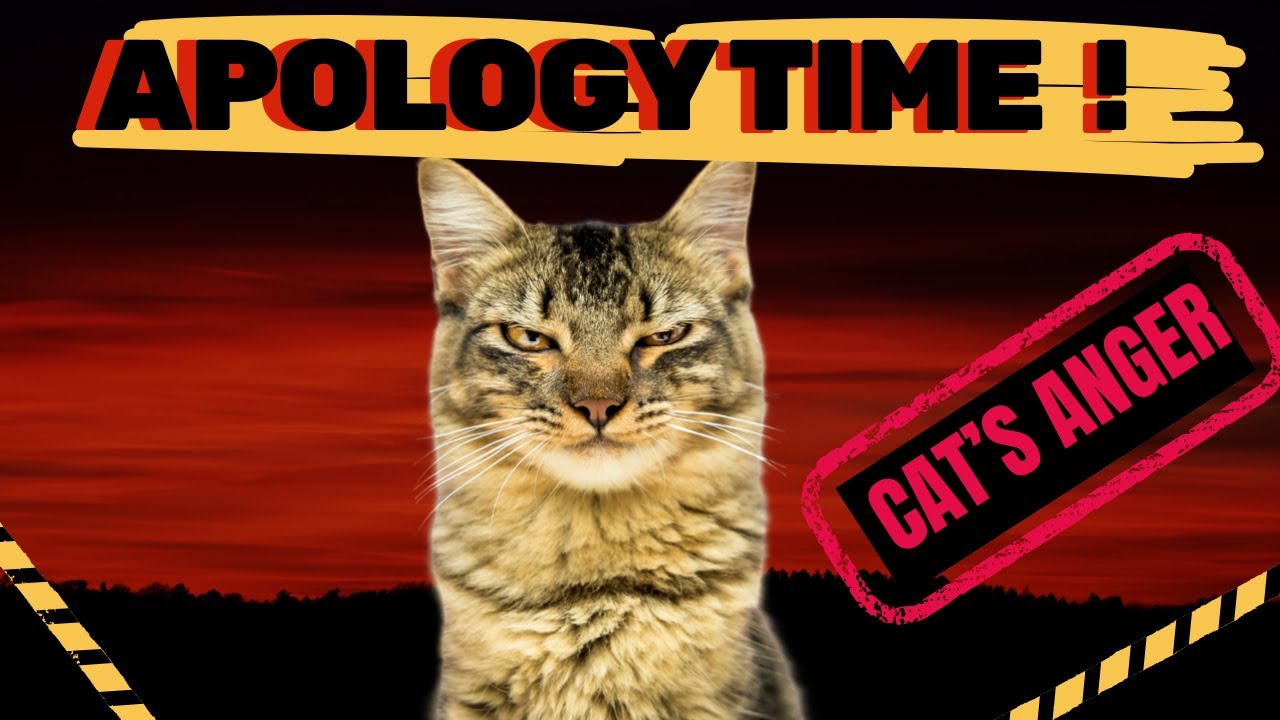 How To Apologize to a Cat After Hurting Their Feelings — Step by Step Guide