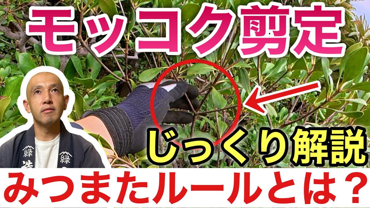 【プロが教える秘訣】成長の遅いモッコクを健康に保つための正しい剪定方法を、初心者にもわかりやすく丁寧に解説します