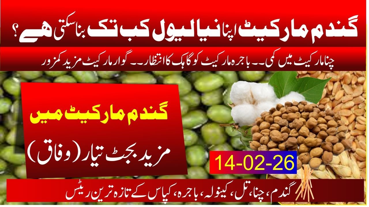 Wheat today rate in punjab | New rate of Wheat | guar price today | kala chana rate | Bajra rate
