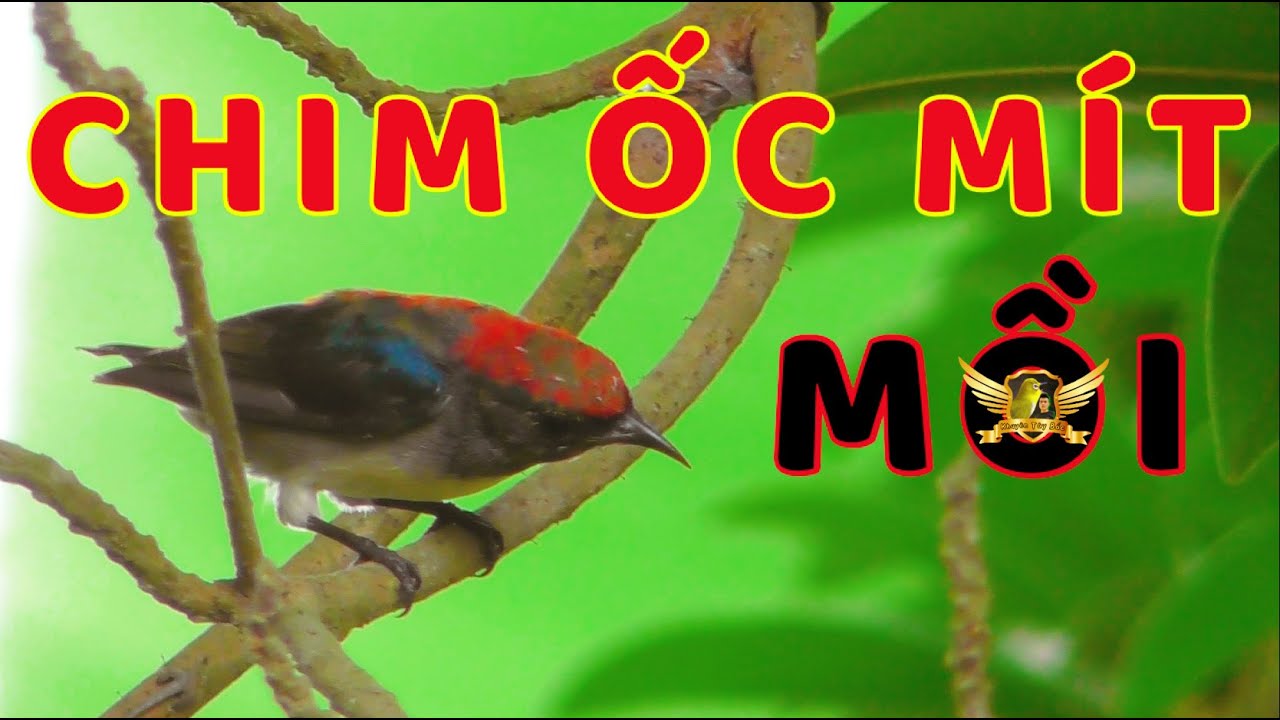 Tiếng Chim Ốc Mít Mồi Chuẩn KHÔNG TẠP ÂM - Bẫy Cực Dính - Trap Bird Sound | KTB