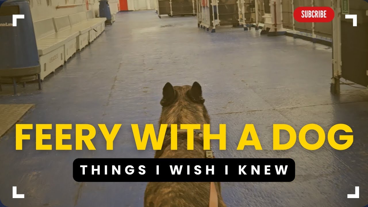 Bringing Your Dog On a Ferry | Pros, Cons & Choices