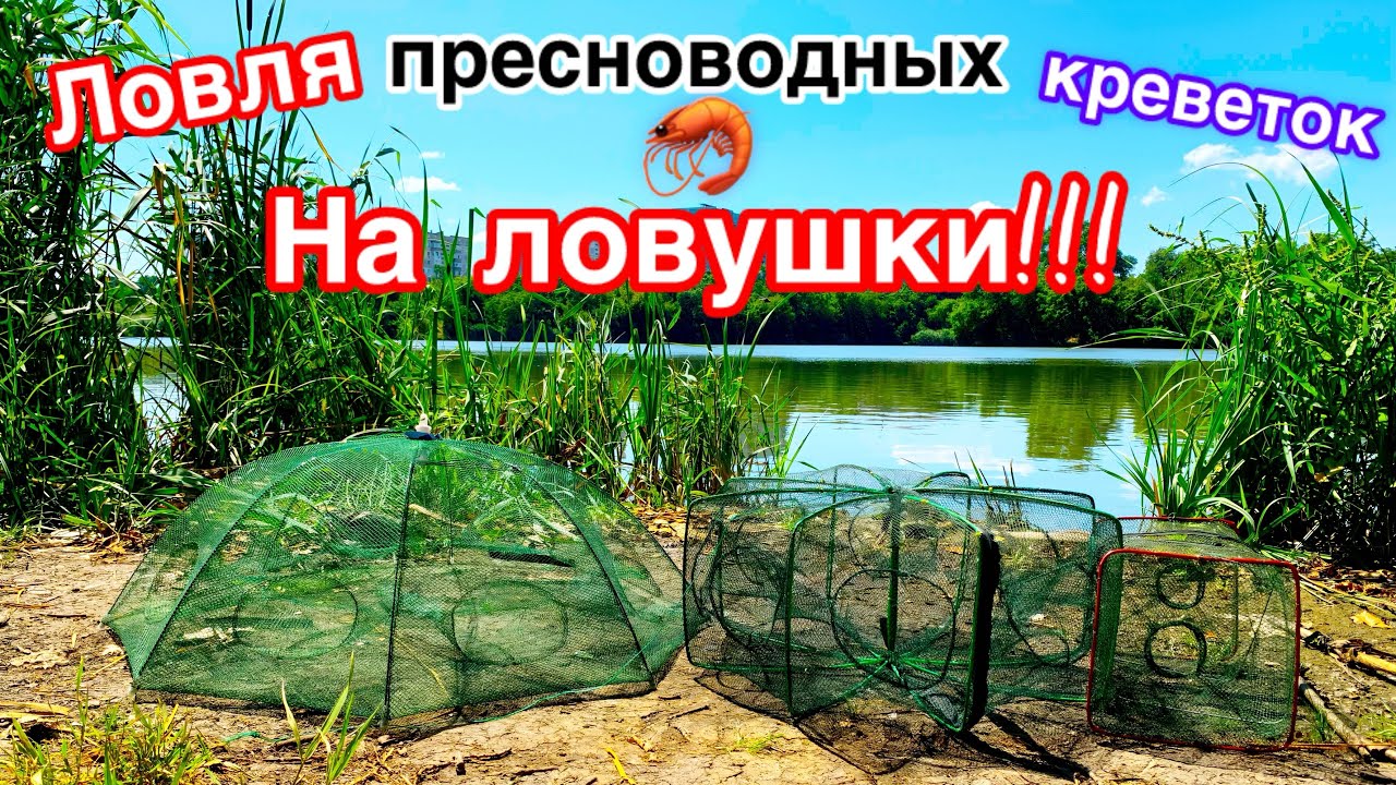 Ловля пресноводных креветок на три ловушки. Испытание ловушек и приманок. Бюджетный салат цезарь