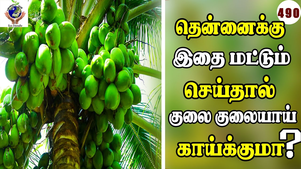 தென்னைக்கு இதைமட்டும் செய்தால் குலைகுலையாய் காய்க்குமா?#trendingshorts #organicfarming #tiktok #490