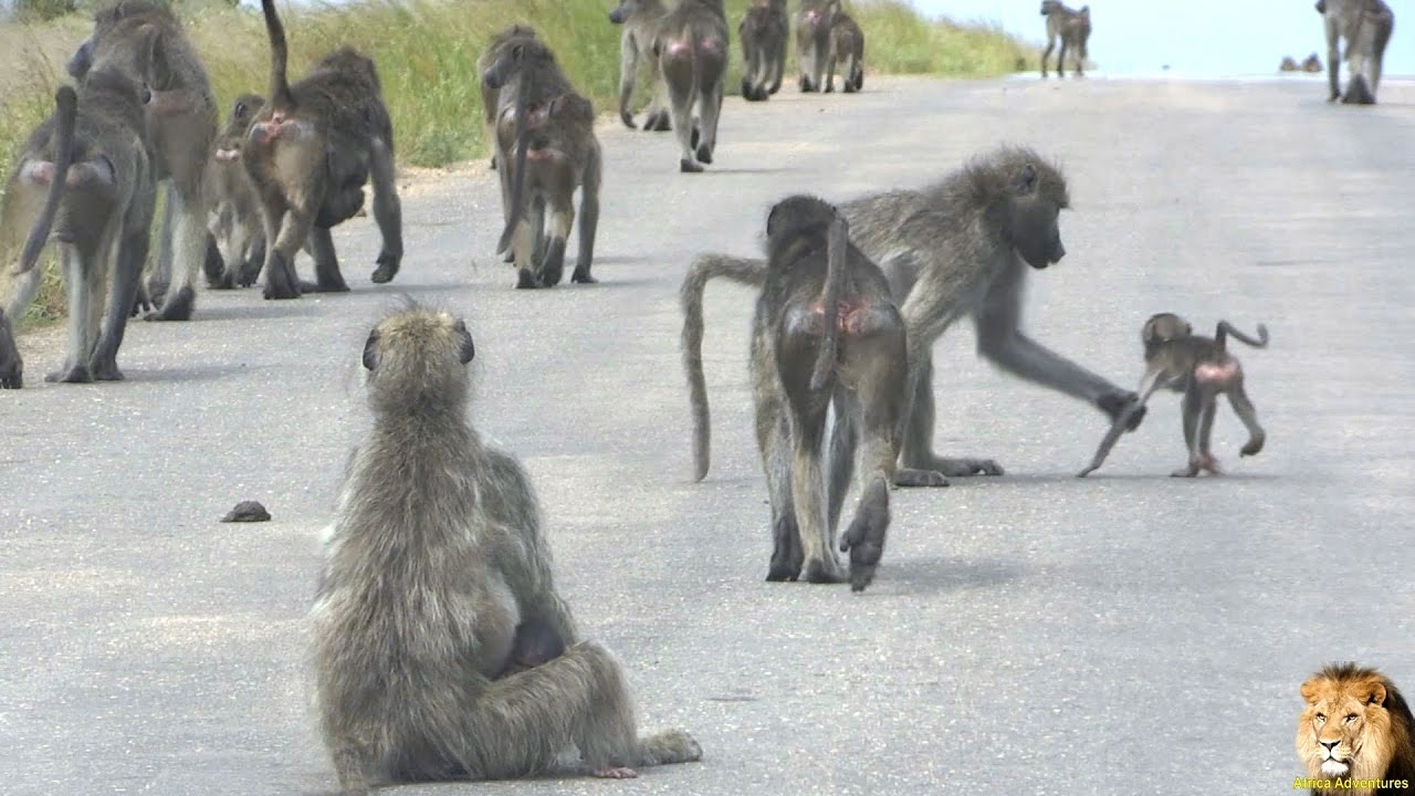 Baboons With Lots Of Babies Road Block