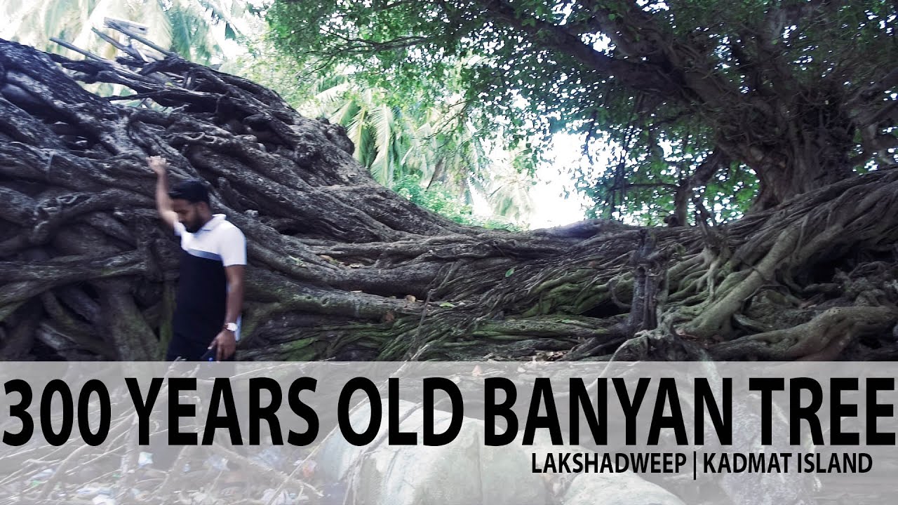 300 Years Old Banyan Tree | Kadmat Island | Lakshadweep