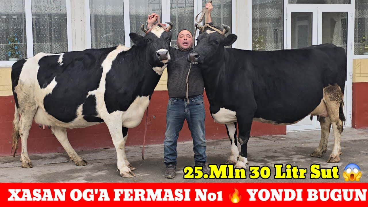 Xasan Og'a Yorib Yorib Yorib Tashladi 25 mln 30 Litr Sut Tonnali Simmental Chorni Pyostra Sigirlar 