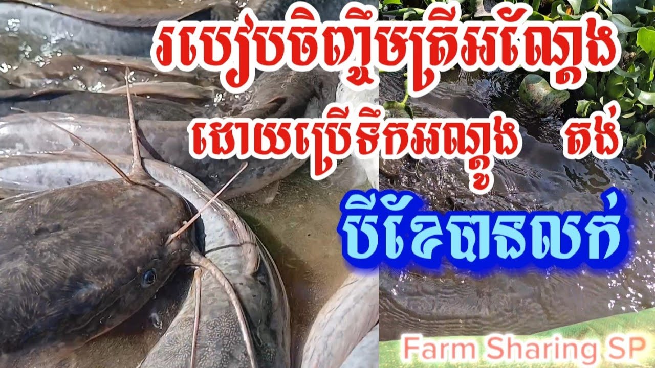 របៀបចិញ្ចឹមត្រីអណ្តែងដោយប្រើទឹកអណ្តូង និងស្រះប្រើតង់ងាយៗ | រៀបរាប់ពីការរៀបចំ សូមស្តាប់👉👂