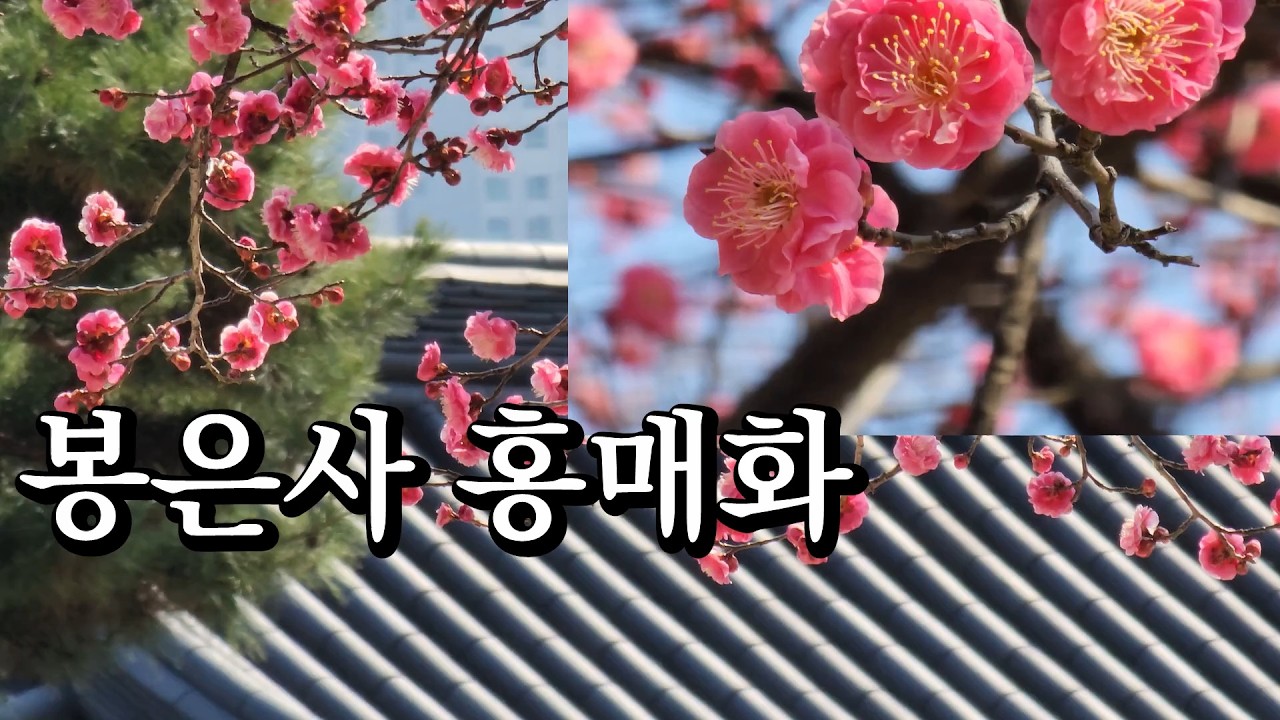 봉은사 홍매화 활짝 Bongensa Red Plum Blossom