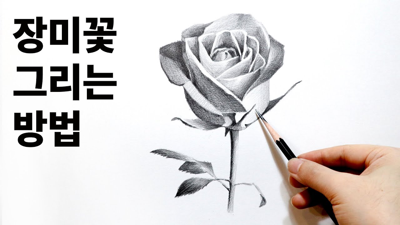 [ENG]혼자 시작하는 연필소묘 - 장미꽃 그리기 / 드로잉, 기초소묘, Basic pencil drawing