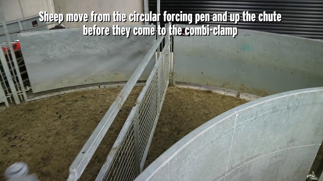 CAFRE's new sheep shed