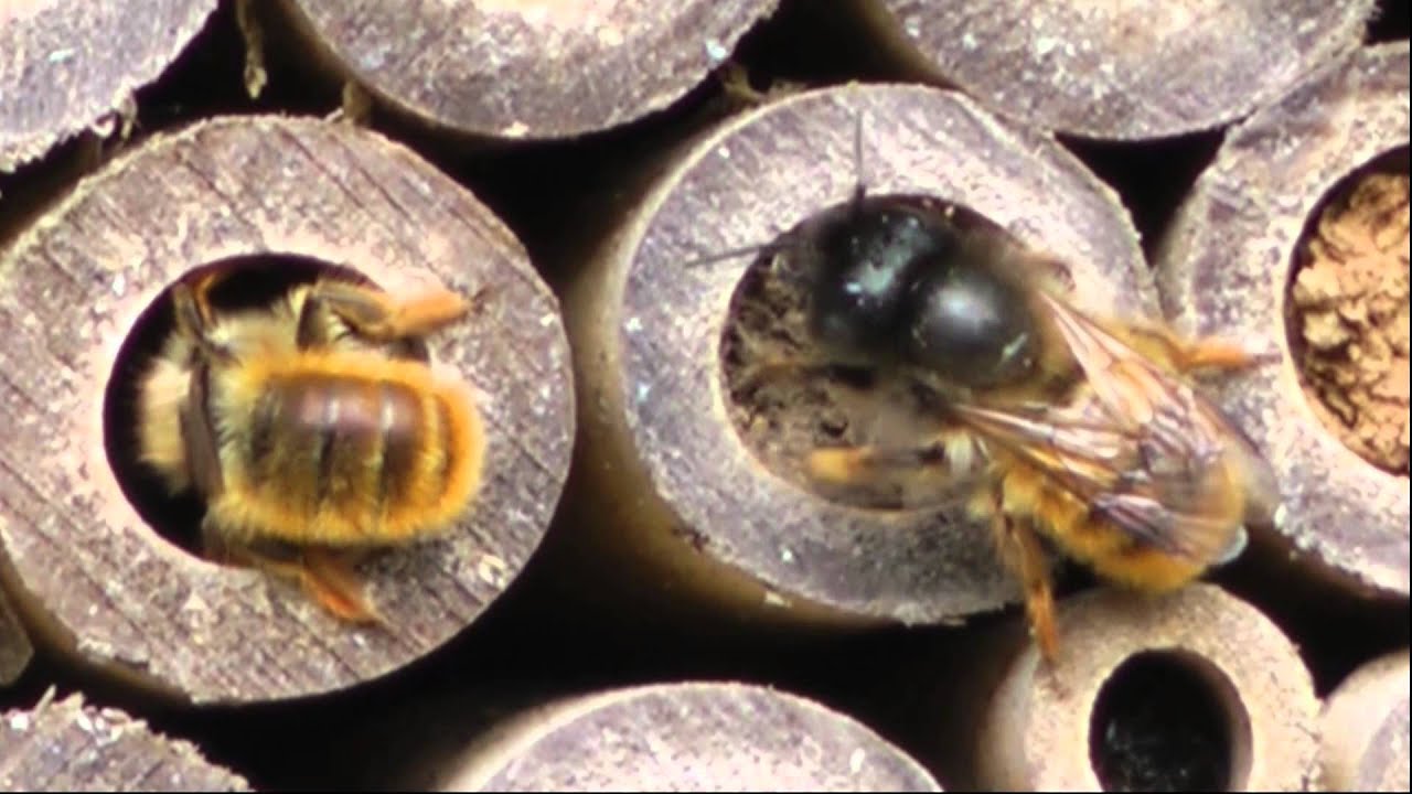 Solitary Bees Using Bee Tubes