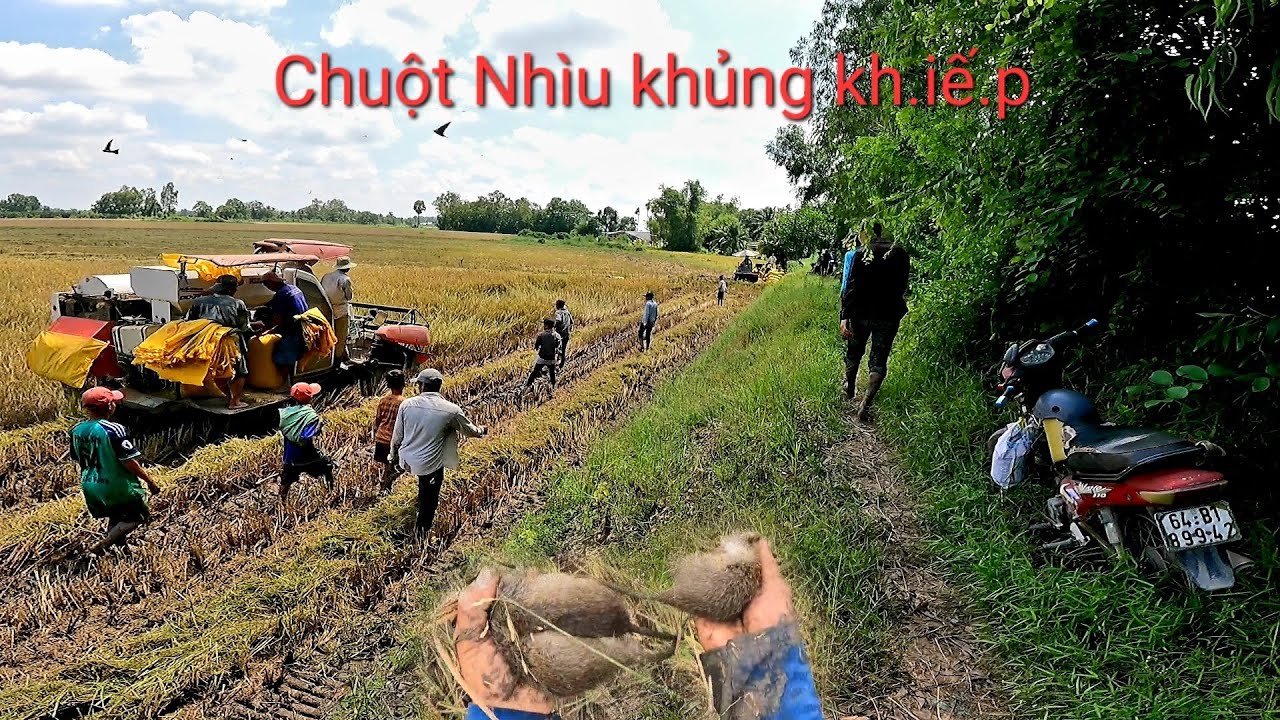 Hôm nay đi bắt chuột đồng chở lại vô cánh đồng Loan MỸ trà Ôn chuột nhiều khủng kh.iế.p