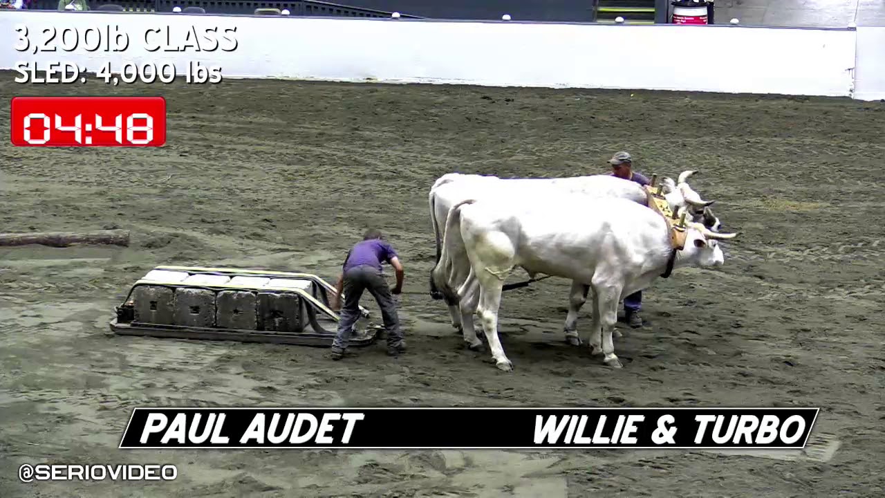 Big E Oxen Pull 3,300 Class