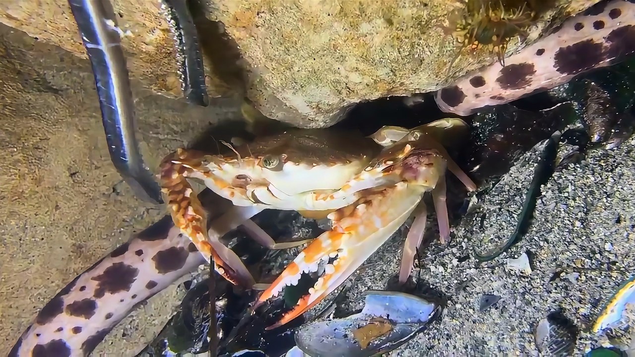Live 🟢 –Fresh Octopus Attack - Watch Me Catch It！🦀🌊#diving  #fishing #hunting #shorts