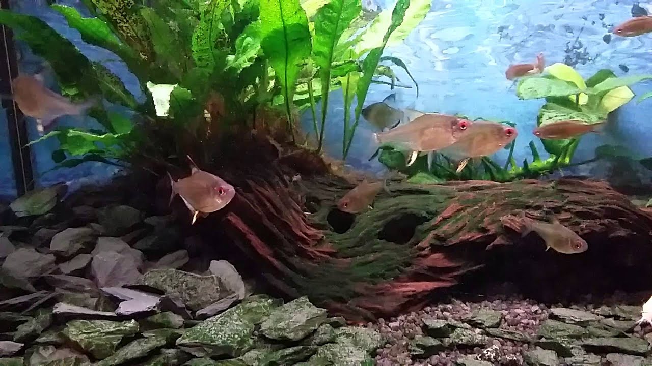 Lemon tetra