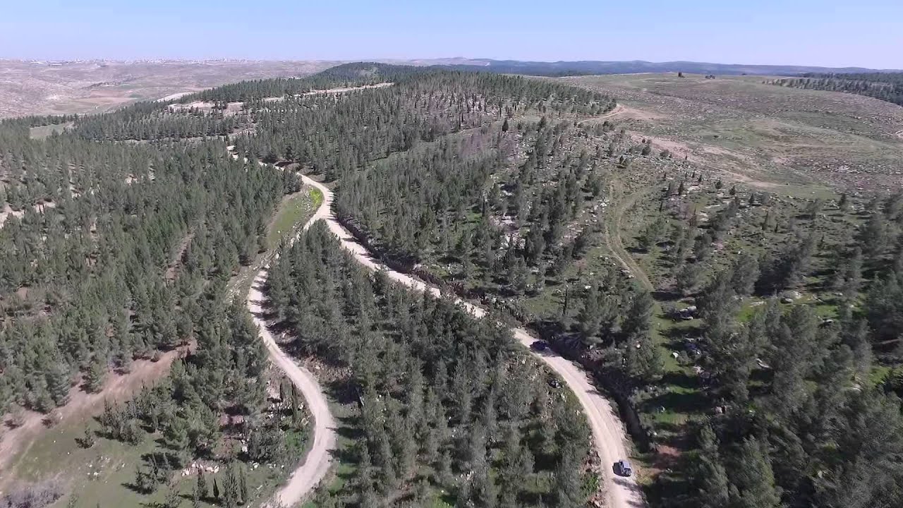 Driving through Yatir Forest