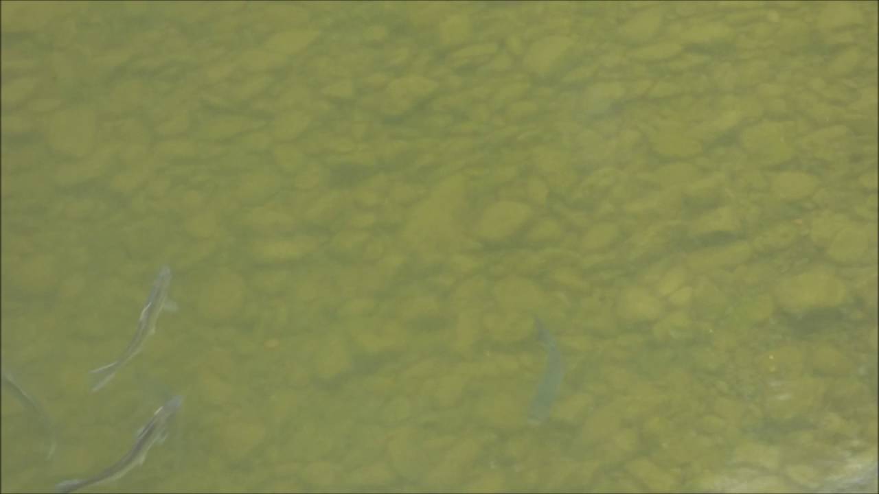 Sábalos (Alosa alosa) en el río Cadagua