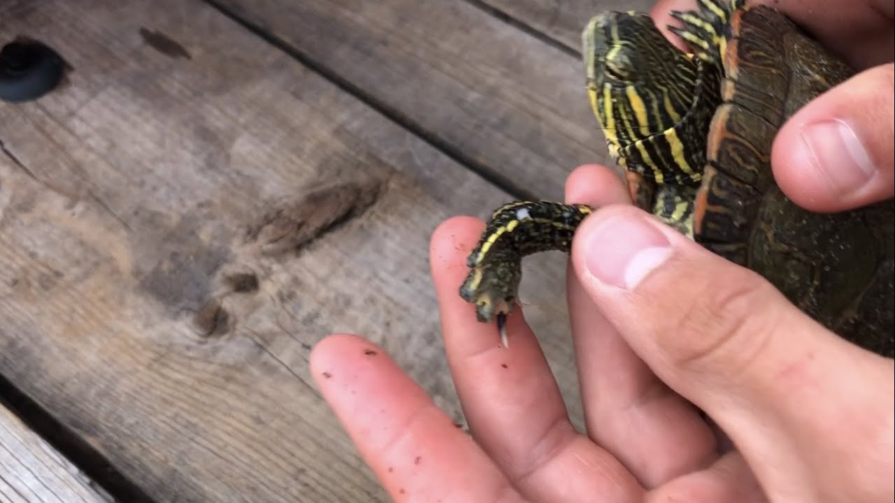 My Female Red Eared Slider ATTACKED My Male Painted Turtle!!!! | DIY Reptiles