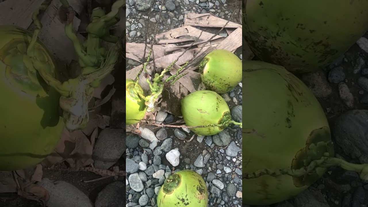 Harvesting coconut fruits 