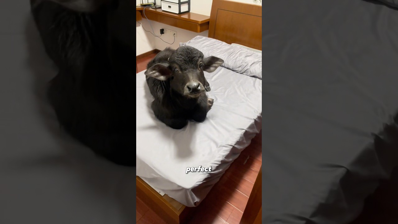 Водяной буйвол 🐃🥰💕💕 #жизньживотных #милоеживотное #любовьживотных #милый #питомец