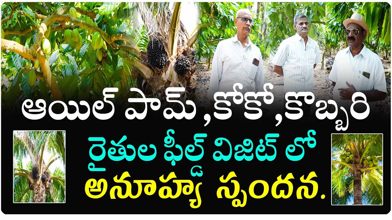 ఆయిల్ పామ్..కోకో..కొబ్బరి  రైతుల ఫీల్డ్ విజిట్ లో   అనూహ్య స్పందన.. || Organic Agriculture Telugu