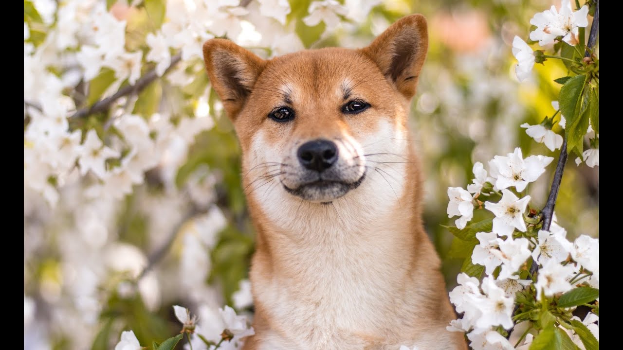 Is This Doge a Supermodel? Photoshoot and Funny Moments With Süti Shiba!