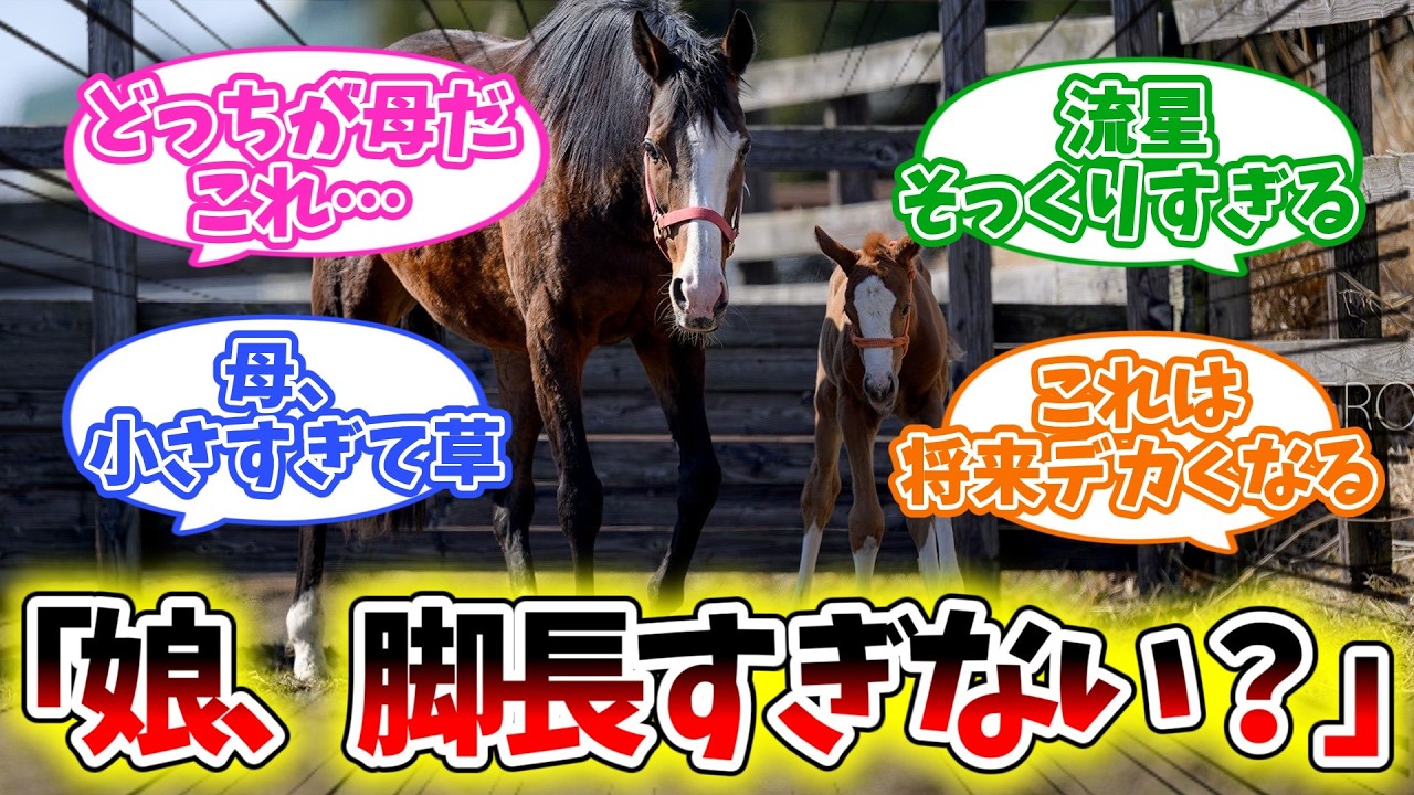 【メロディーレーン】小さな母から生まれた娘、ついにお外デビュー【競馬】