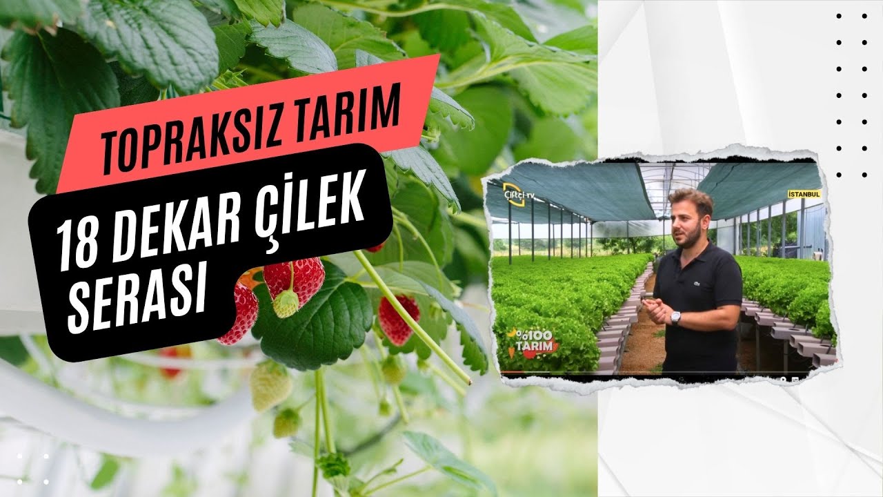 Antalya'da 18 Dekar Topraksız Çilek