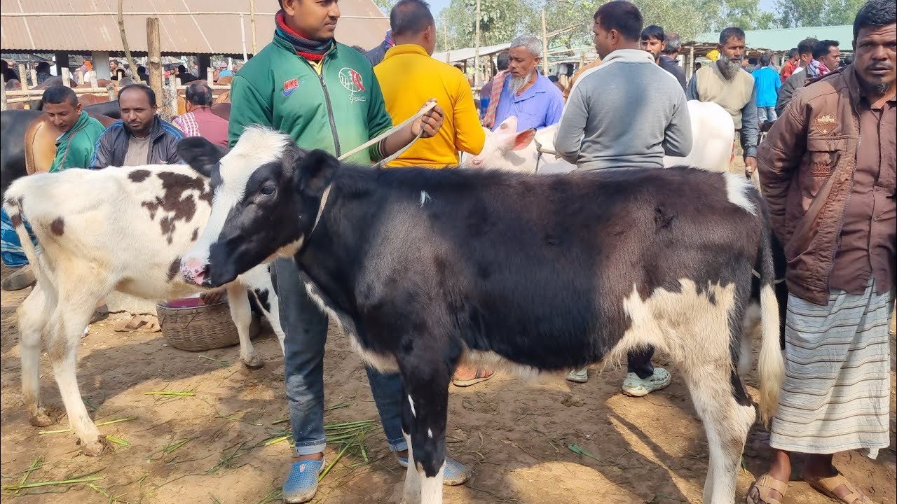 @আজ ৩০ জানুয়ারি ২৬ | ফ্রিজিয়ান বকনা বাছুর গরুর দাম | আমবাড়ি হাট | দিনাজপুর 