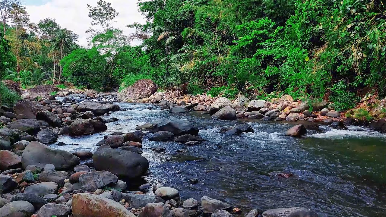 Deep Relaxation & Mental Clarity with Soft River Streams Passing Through Forest Stones