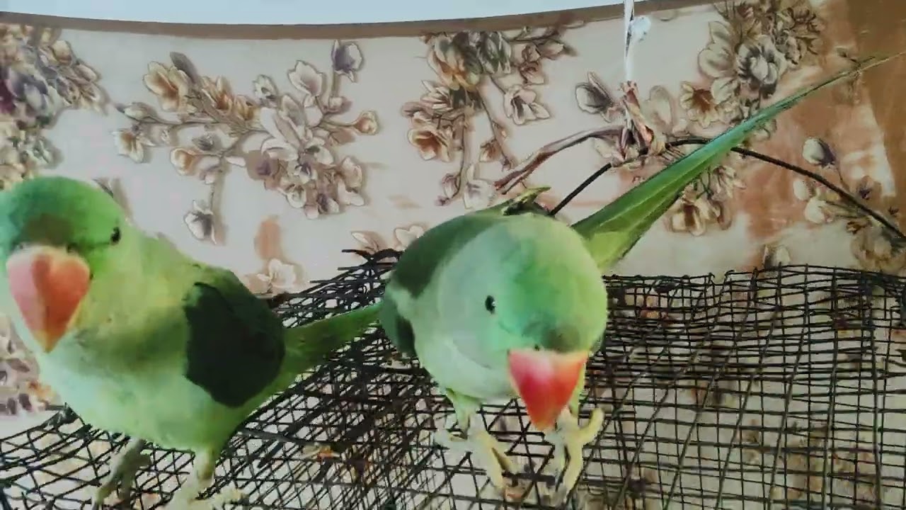 #Mitthu# bete #🌺🦜🦜🦜Mitthu Mitthu# main Mitthu# viral video#🙏🌺🦜🦜🦜🌺🙏