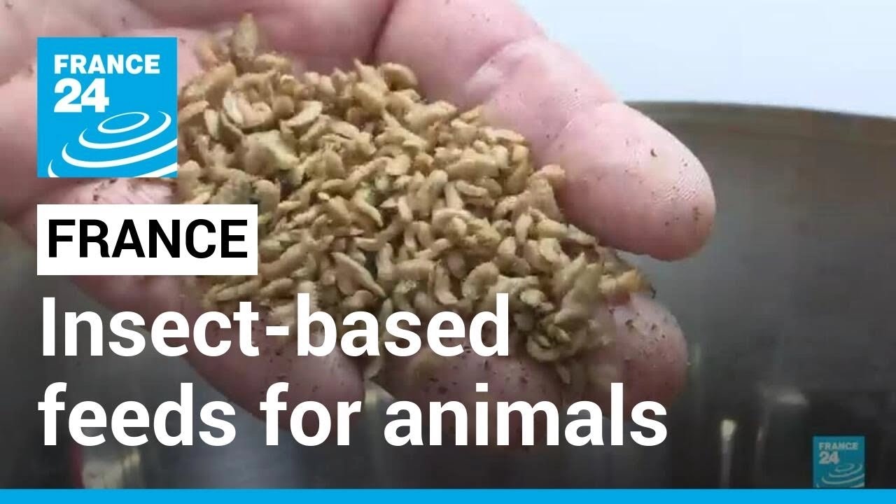 Farm in northern France produces insect-based products for animal feed &bull; FRANCE 24 English