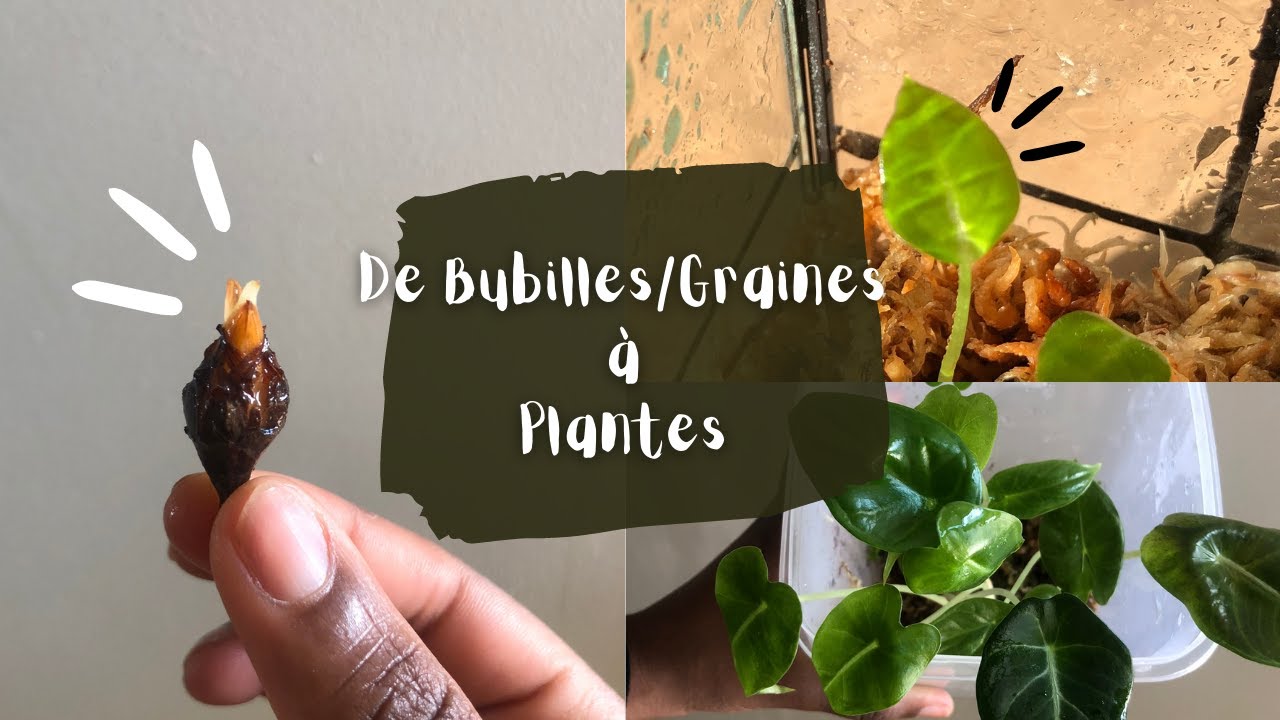 Comment je fais pousser mes graines d'Anthurium et mes bubilles d'Alocasia !