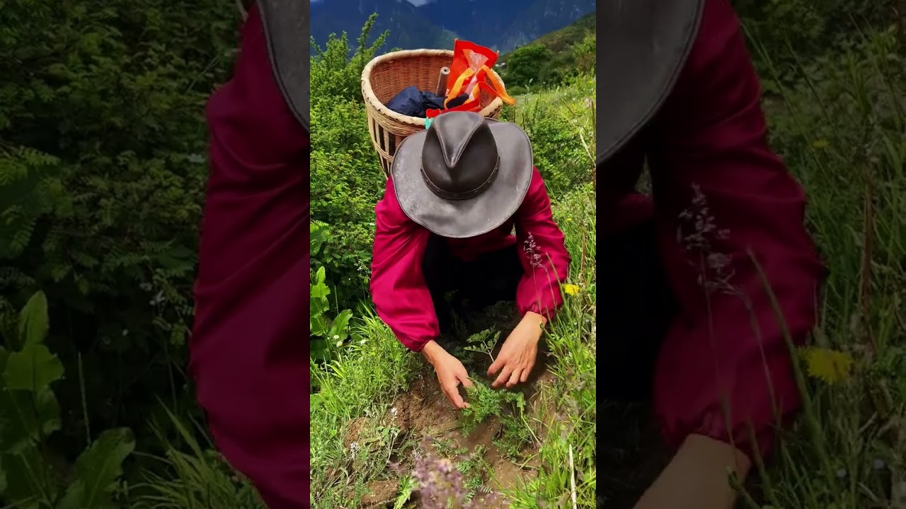 Asian food 跟着镜头去挖宝，直击西藏林芝采挖野生山货全过程 【西藏孙哥美食】#cooking #chinesefood   #delicious  #food #tibetan