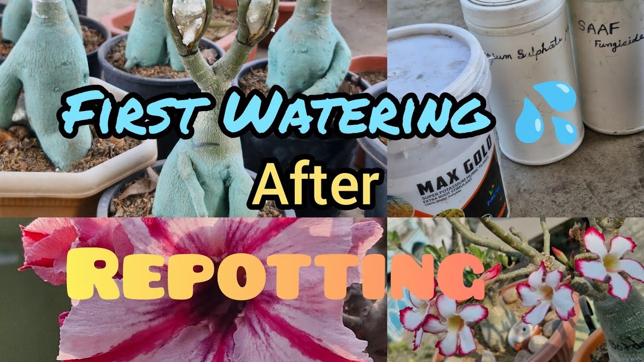 First Watering After Repotting Adenium Plants 💦💦 कब , कितनी मात्रा में और किस समय ? आइए जानते हैं 😊