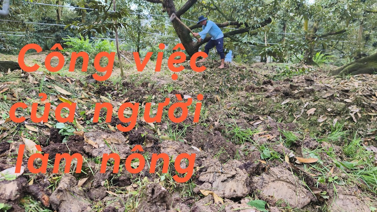 # 175 Tiến hành cuốc gốc rãi vôi cho sầu riêng 