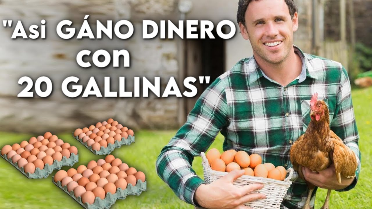 Cómo INICIAR un Negocio Avícola con 20 GALLINAS SUPER RENTABLE