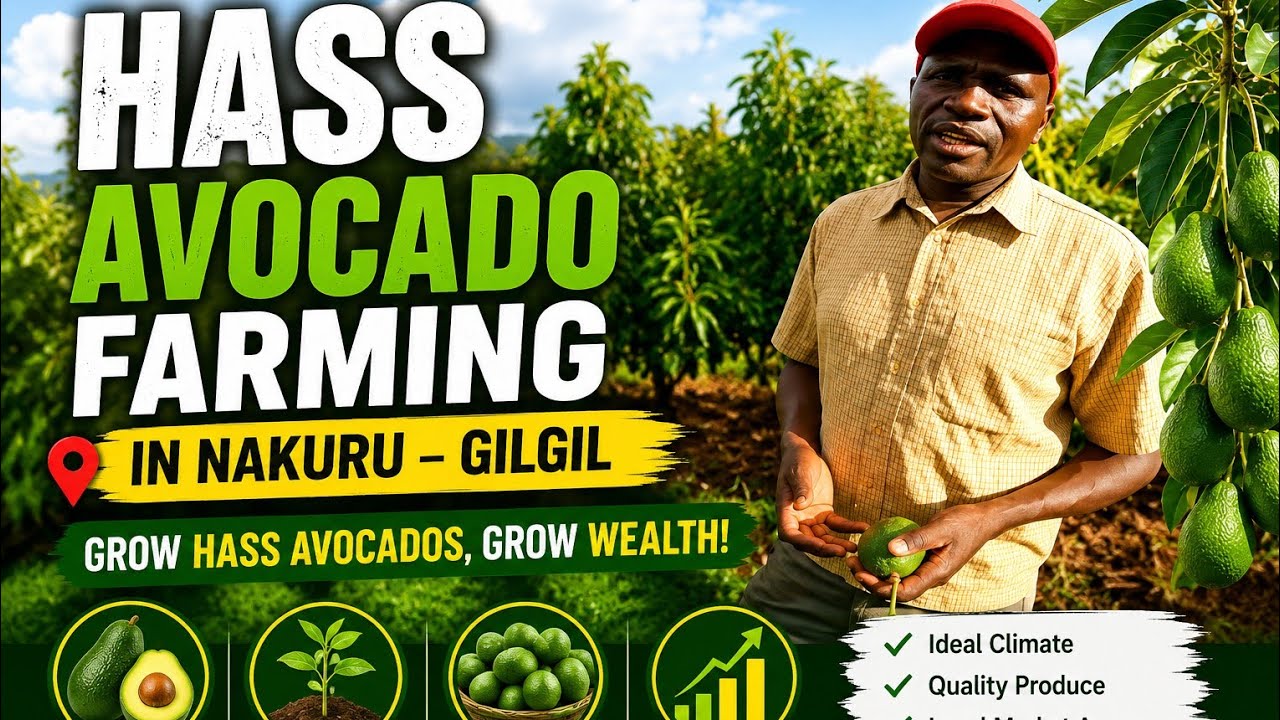 THEY GROW OVER 24 ACRES OF HASS AVOCADO  🥑: ZOELLA FARM IN GILGIL 