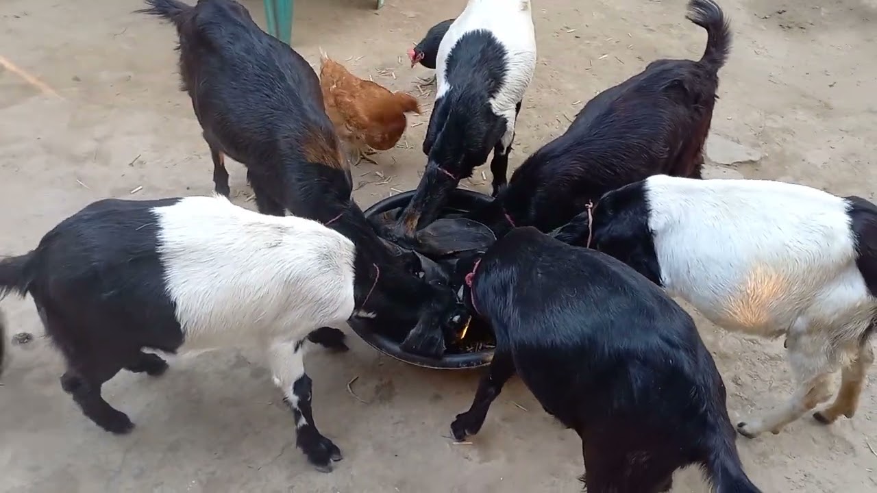 🐐🌇 Goats Enjoying Their Evening Meal – Relaxing Farm Moments! 