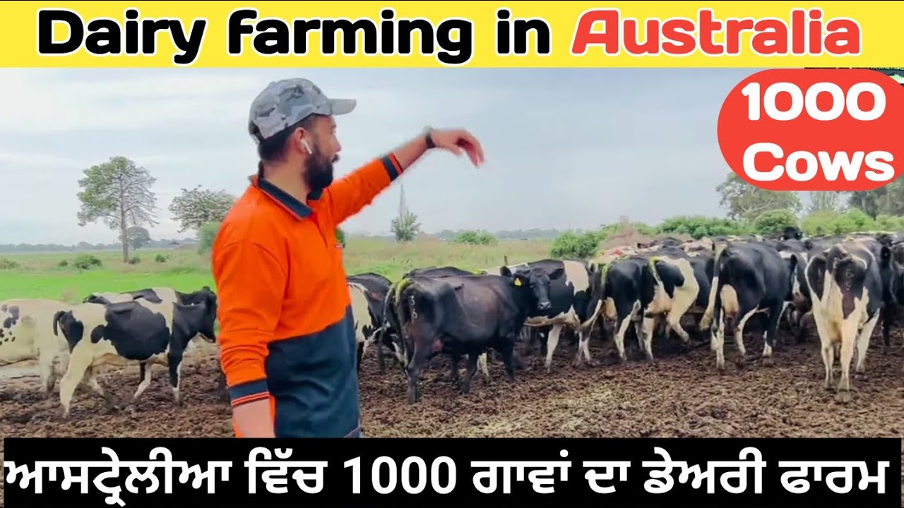 Dairy farming in Australia |dairy farm vlog| ਆਸਟ੍ਰੇਲੀਆ ਦਾ ਡੇਅਰੀ ਫਾਰਮ | Kitta khetibadi | Dairy farm