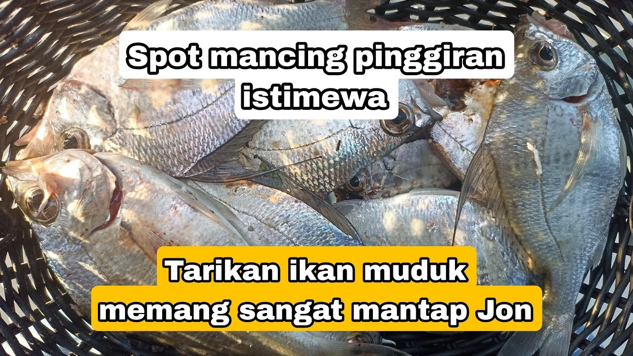 Tips jitu mancing ikan muduk di spot ini, dijamin anti boncos..