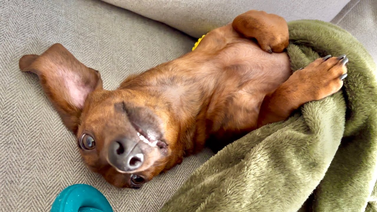 Classic mini dachshund sounds we know and love!