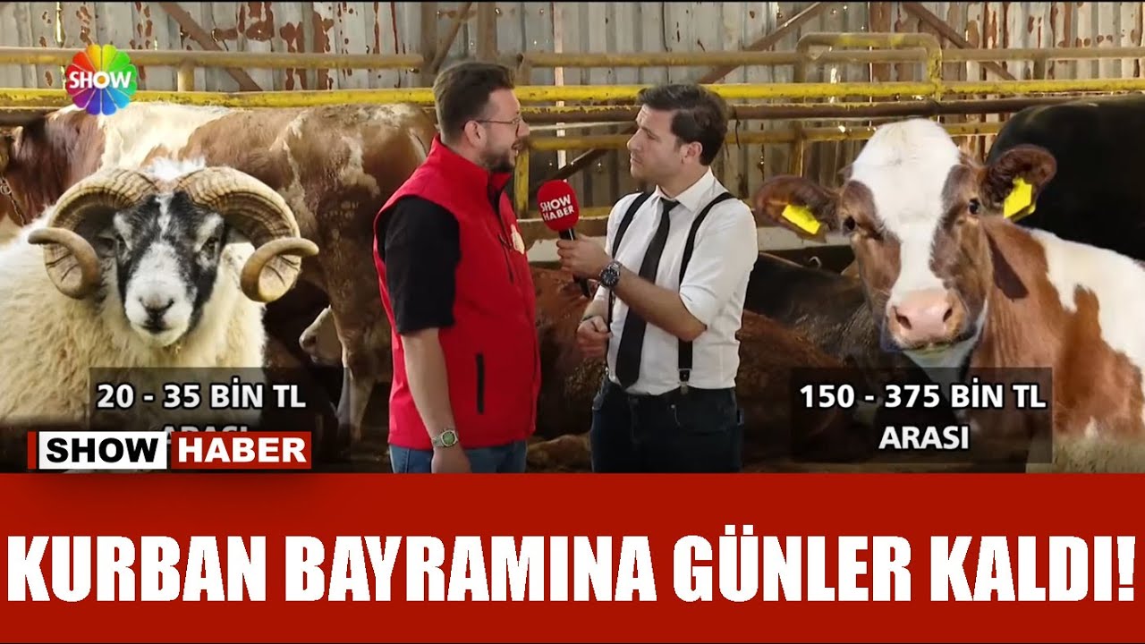 İşte kurban pazarından son fiyatlar!