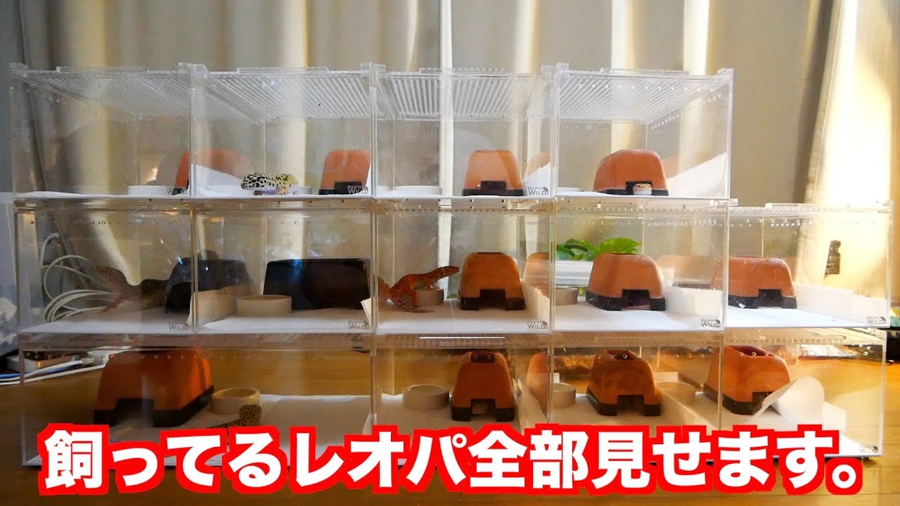 ヒョウモントカゲモドキ 飼育#62【飼ってるレオパ全部紹介】