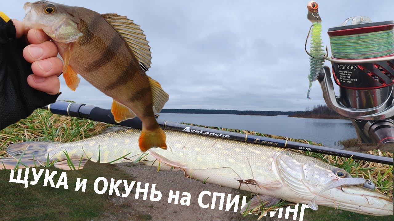 Ловля щуки и окуня на спиннинг осенью. Обзор Zetrix Avalanche