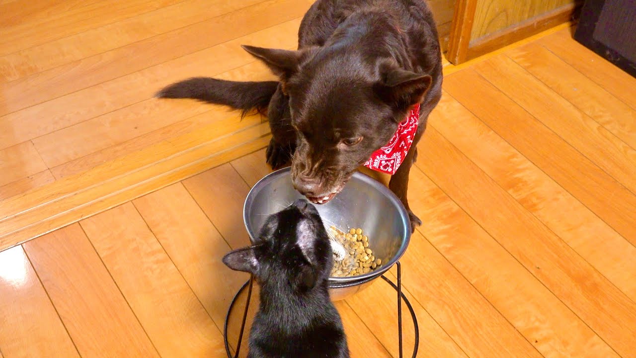 Кошка крадет любимую еду собаки 😼🐶