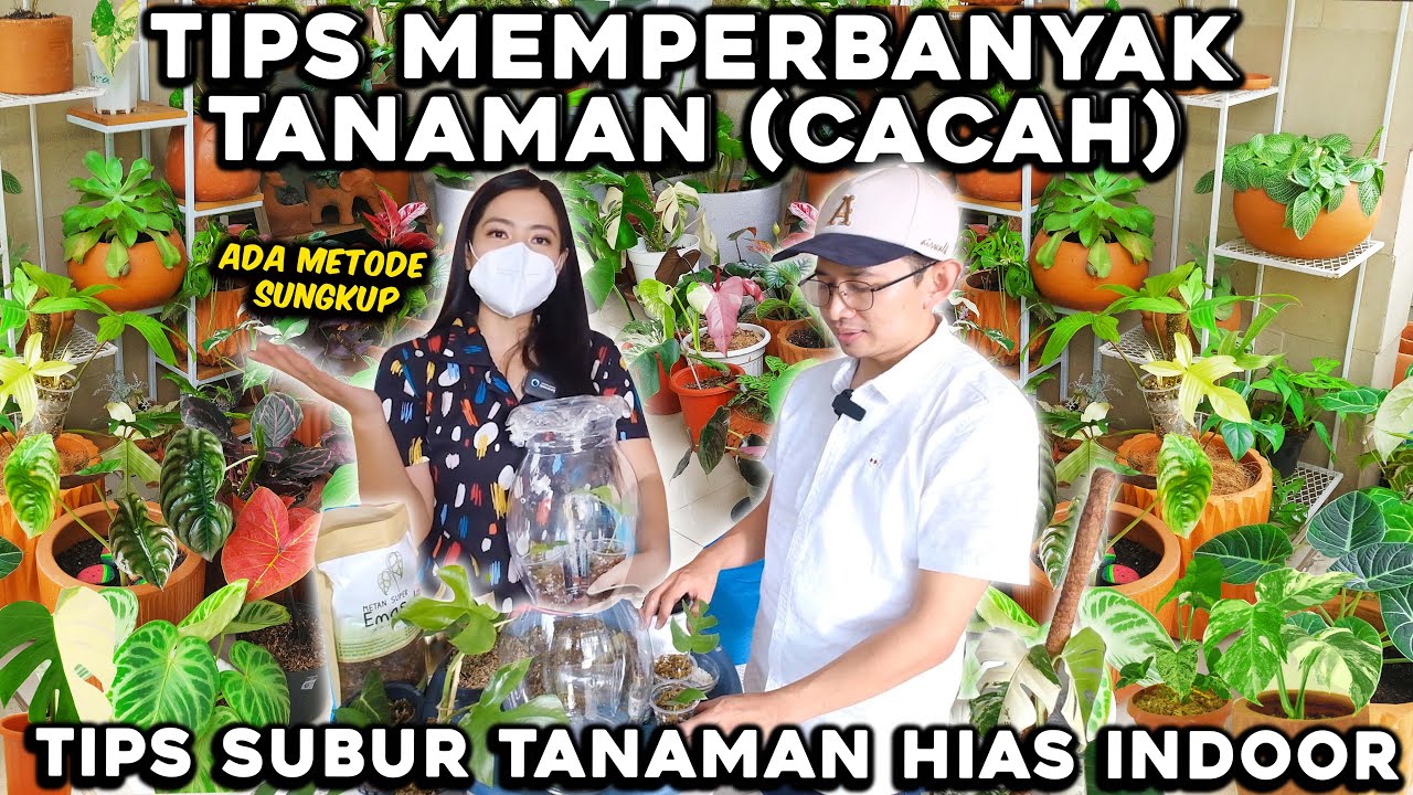 TIPS RAWAT & CACAH TANAMAN HIAS INDOOR LANGSUNG SAMA AHLINYA